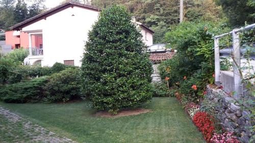 a garden with a large tree in the yard at Al Colombajo in Intragna