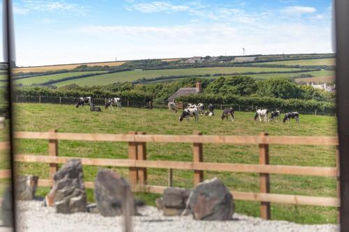 a herd of cows grazing in a field behind a fence at Woodside Barn Hartland in Hartland