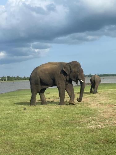 two elephants walking in a field near a body of water at Serene Retreat Udawalawa in Udawalawe