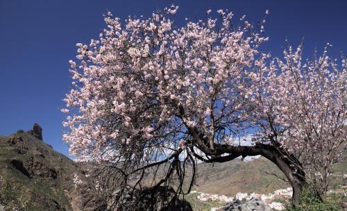 a tree with pink flowers on top of a mountain at La Buhardilla del Refugio - Ideal for hikers, senderistas in Tejeda