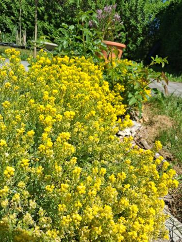 a bunch of yellow flowers in a garden at Les mésanges bleu in Malmedy