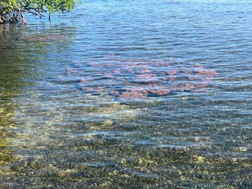 a group of rocks floating in the water at villa de los sueños in Bocas del Toro