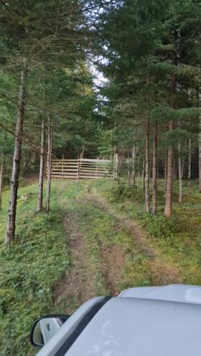 a dirt road in the woods with a fence at Cabana Saloc in Dămuc