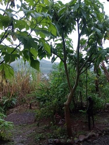 a person standing under a tree in the woods at Cabaña Agustina in El Soberbio