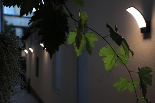 a plant with green leaves next to a wall with lights at Point Apartman in Belgrade