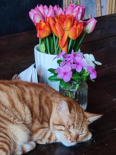 a cat laying on a table next to a vase of flowers at Black Mamba in Paul