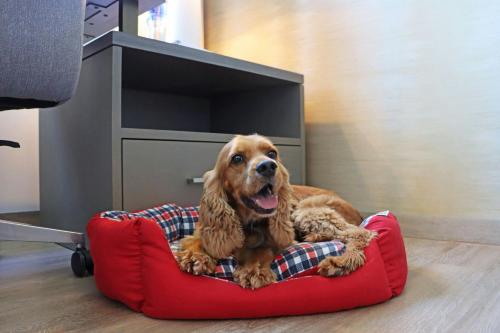 a brown dog sitting in a red dog bed at Residence Inn by Marriott Cancun Hotel Zone in Cancún