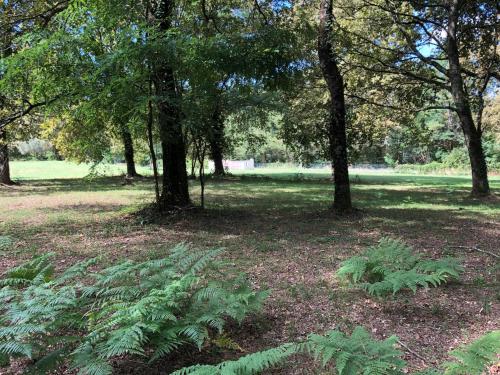 a group of trees and plants in a park at Chambres d'hôtes spacieuse in Camblanes-et-Meynac