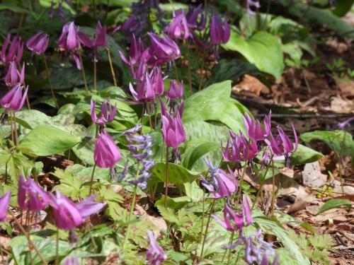a group of purple flowers in a garden at せせらぎの宿吉野屋 in Nishiwaga