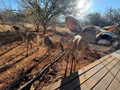 a group of animals standing in the dirt at Pumba Lodge Hoedspruit in Hoedspruit