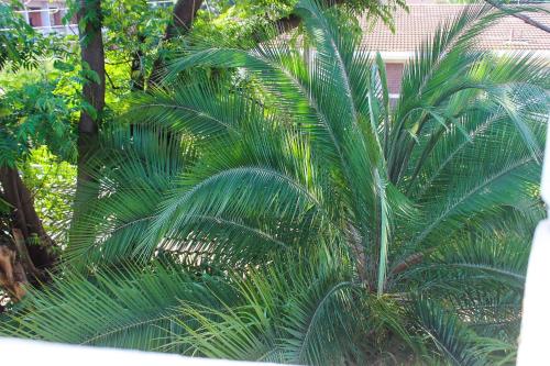 Κήπος έξω από το Lolo's 1bed Apt-Best location-2Balconies