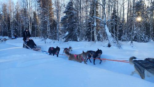 a group of dogs pulling a sled in the snow at WOLF Lakeside Cabins Lapland in Rovaniemi