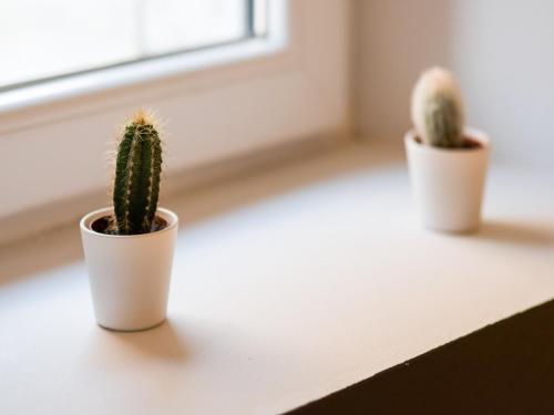 two cactus plants sitting on a window sill at Holiday home in the centre of Aywaille in Aywaille