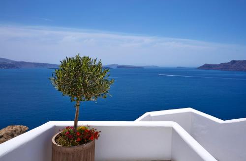 a tree in a pot sitting on the side of a building at Filotera Suites in Oia