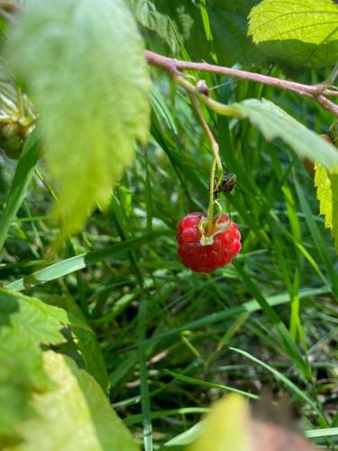 a raspberry hanging from a plant in the grass at Holiday On Magical Nature Plot For Families in Hadsund
