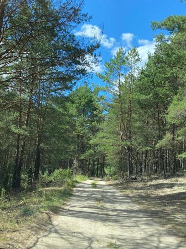 a dirt road in a forest with trees at Lasy Jeziora, Cisza i Spokój, Grzybki i Rybki, Dom 180m2 w Swornegacie nad jeziorem Karsińskim in Swornegacie 