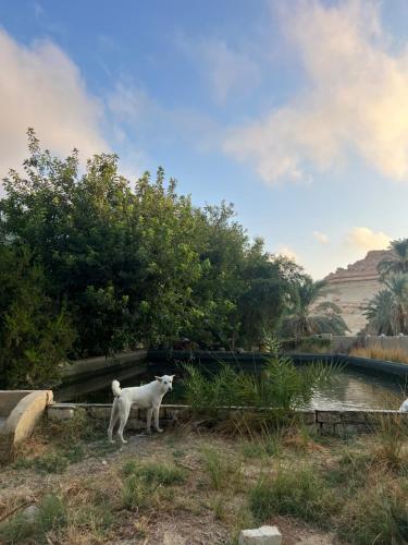a white cat standing next to a body of water at Eeri Siwa Oasis in siwa oasis