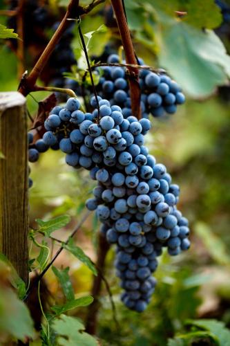 a bunch of blue grapes hanging from a tree at Hotel Caeli in Eceabat