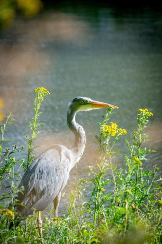 a bird with a long neck standing in the water at GoldersGreen Apartments by Sleepy in London