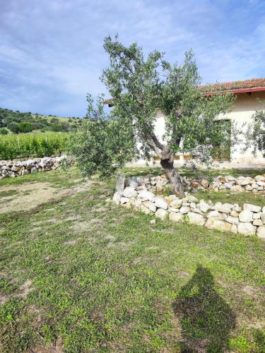 a tree in a yard next to a stone wall at B&B Biobonizio PIERLUIGI in Montegrosso