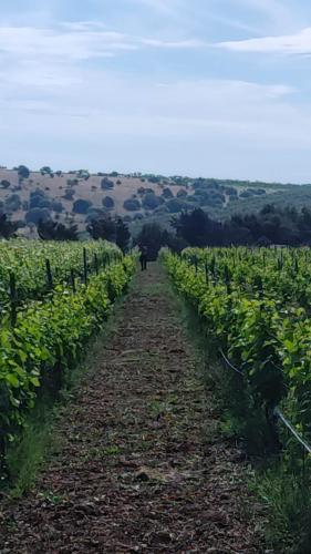 a path through a field of green crops at B&B Biobonizio PIERLUIGI in Montegrosso