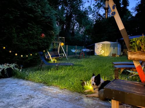 a dog laying in the grass in a yard at night at Perk25A in Steenokkerzeel