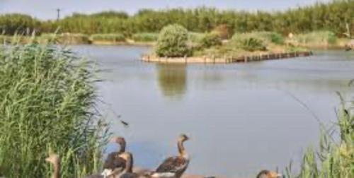 a group of ducks swimming in a lake at Jay 35 4 bed sleeps up to 8 dog friendly caravan Thornwickbay haven site on East coast in Flamborough