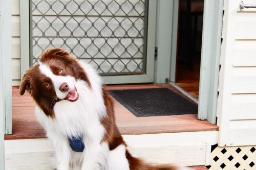 a brown and white dog sitting in front of an open door at BIG4 Rutherglen Holiday Park in Rutherglen