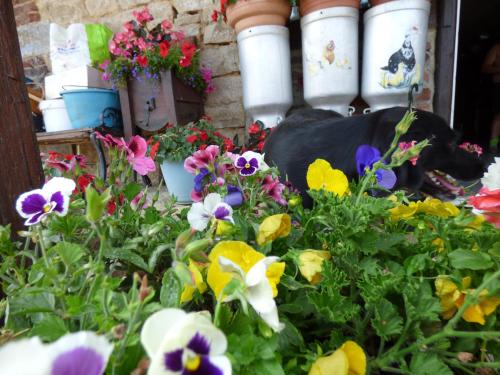 un cane seduto in un giardino fiorito di les pivoines a Cosges