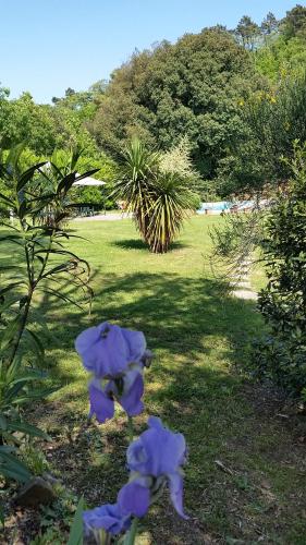 a group of purple flowers in the grass at Hotel Monti in Lamporecchio