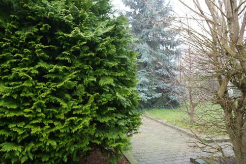 a large green bush next to a walkway at Slava Hygge Rooms in Nakskov