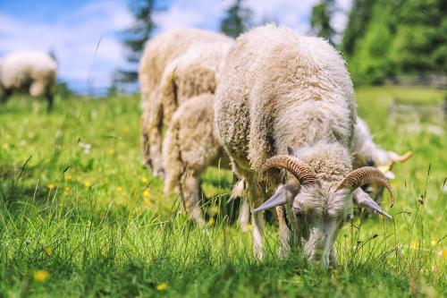 a group of sheep grazing in a field of grass at U dobrého pastiera in Ružomberok