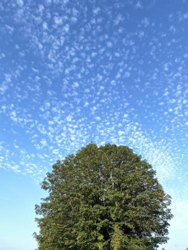 a tree in front of a blue sky with clouds at Noahs Ark Shepherds Hut in Launceston