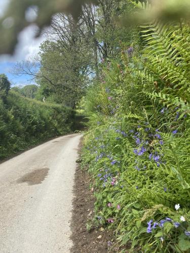 a dirt road with flowers on the side at Noahs Ark Shepherds Hut in Launceston