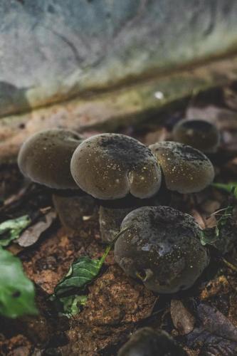 a group of mushrooms sitting on the ground at Dai House in Xishuangbanna Village in Menghan