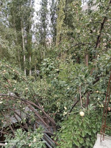 a garden with a bunch of plants and trees at Turtuk in Turtuk
