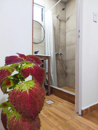a bathroom with a shower and a plant at Mini Suite en Cabañas del Sauce in Parana