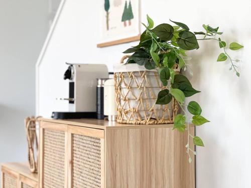 a potted plant sitting on top of a wooden cabinet at Cozy Rattan Escape Winter Warmth in Central CHC in Christchurch