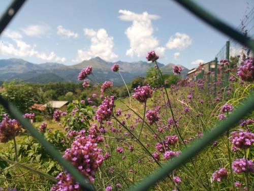 a field of purple flowers with mountains in the background at B&B Monte Bo Biella in Biella