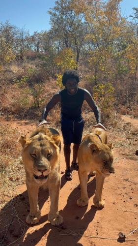 a woman walking down a dirt road with two lions at Mukuni Villas in Livingstone