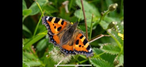 an orange and black butterfly sitting on a plant at Cois na Mara Eire code V15 T677 in Bridge of Ross