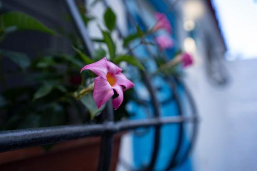 eine lila Blume, die auf einem Metallgeländer sitzt in der Unterkunft Nido Mediterraneo in Procida