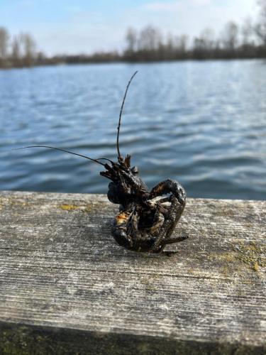 a dead lobster sitting on a dock near the water at Direkt am See mit privatem Sandstrand in Güster