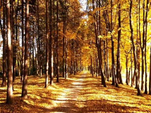 a dirt road in a forest with trees and leaves at Holiday Home in Dobczyce near Ski Lift in Dobczyce