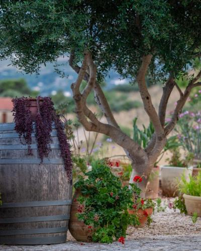 a garden with a tree and some plants and a barrel at B&B Tre Giummare in Scopello