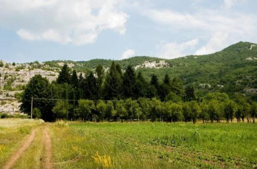 a field of grass with trees and mountains in the background at Grahovo Čelin Stream in Grahovo