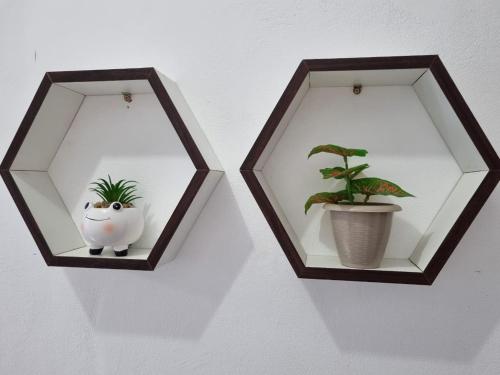 two picture frames with a potted plant on a wall at Apartamento em Presidente Figueiredo in Presidente Figueiredo