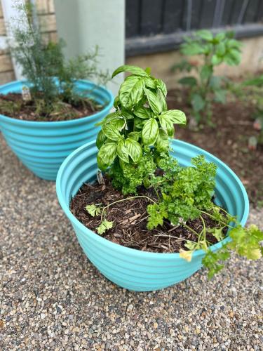 two blue bowls with plants in them on the ground at Stylish Retreat W Modern Comforts! Prime Location in Kettering