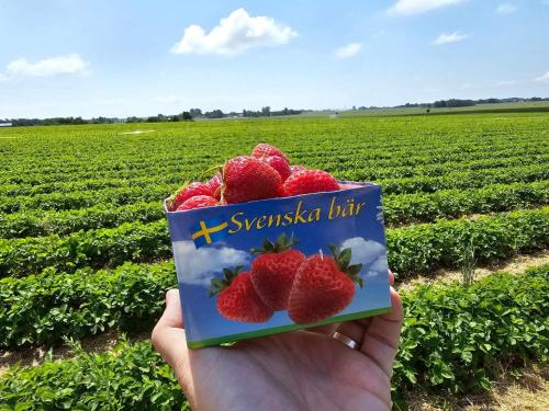 a person holding a book with strawberries in front of a field at 4 star holiday home in TYRINGE in Tyringe