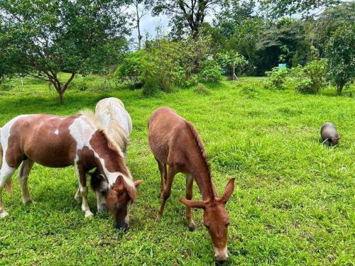 three horses grazing in a field of grass at Garza del Sol Glamping Bromelia in San Rafael
